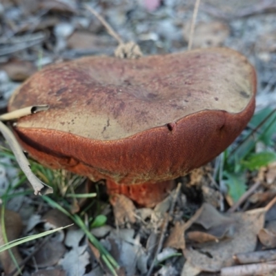 zz bolete at Red Hill to Yarralumla Creek - 25 Apr 2019 by JackyF