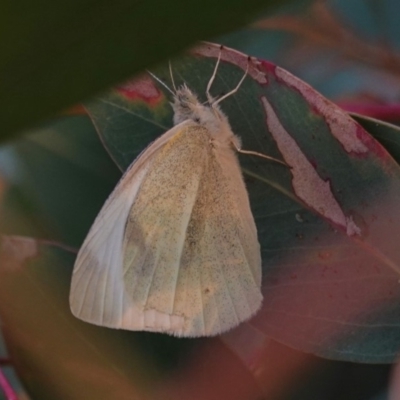 Pieris rapae (Cabbage White) at Hughes, ACT - 24 Apr 2019 by JackyF