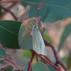 Pieris rapae at Hughes, ACT - 24 Apr 2019 06:13 PM