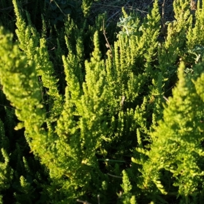 Dysphania multifida (Scented Goosefoot) at Isaacs, ACT - 25 Apr 2019 by Mike