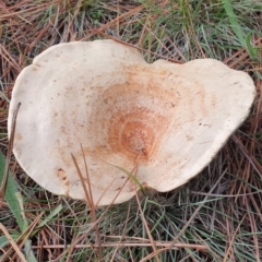 Lactarius deliciosus (Saffron Milkcap) at Molonglo Valley, ACT - 24 Apr 2019 by AaronClausen