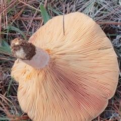 Lactarius deliciosus at Molonglo Valley, ACT - 24 Apr 2019 02:45 PM