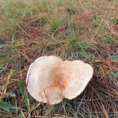 Lactarius deliciosus at Molonglo Valley, ACT - 24 Apr 2019 02:45 PM