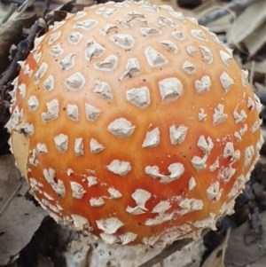 Amanita muscaria at Molonglo Valley, ACT - 24 Apr 2019