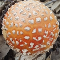 Amanita muscaria (Fly Agaric) at Molonglo Valley, ACT - 24 Apr 2019 by AaronClausen