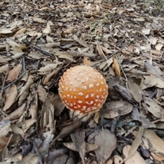 Amanita muscaria at Molonglo Valley, ACT - 24 Apr 2019 02:24 PM