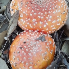 Amanita muscaria at Molonglo Valley, ACT - 24 Apr 2019