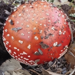 Amanita muscaria (Fly Agaric) at Molonglo Valley, ACT - 24 Apr 2019 by AaronClausen