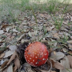 Amanita muscaria at Molonglo Valley, ACT - 24 Apr 2019