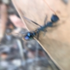 Myrmecia tarsata (Bull ant or Bulldog ant) at Mimosa Rocks National Park - 2 Mar 2019 by lalbertson