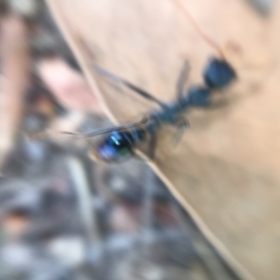 Myrmecia tarsata (Bull ant or Bulldog ant) at Mimosa Rocks National Park - 2 Mar 2019 by lalbertson