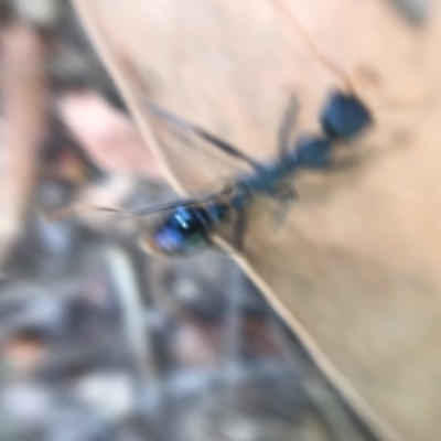 Myrmecia tarsata (Bull ant or Bulldog ant) at Mogareeka, NSW - 2 Mar 2019 by lalbertson