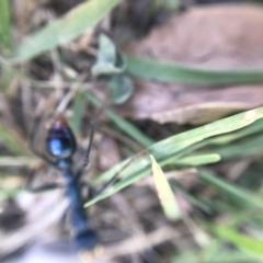 Myrmecia tarsata at Nelson Beach - 2 Mar 2019 11:02 AM