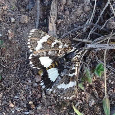 Apina callisto (Pasture Day Moth) at Isaacs, ACT - 25 Apr 2019 by Mike