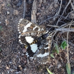 Apina callisto (Pasture Day Moth) at Isaacs, ACT - 25 Apr 2019 by Mike