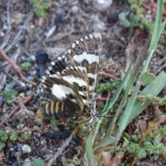 Apina callisto at Isaacs Ridge - 25 Apr 2019