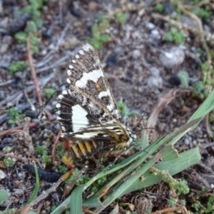 Apina callisto at Isaacs Ridge - 25 Apr 2019