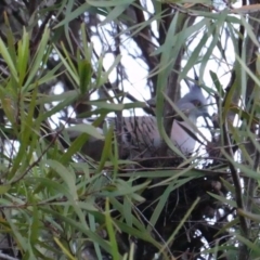 Ocyphaps lophotes (Crested Pigeon) at Red Hill to Yarralumla Creek - 25 Apr 2019 by JackyF