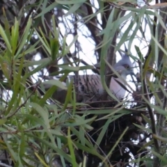 Ocyphaps lophotes (Crested Pigeon) at Hughes, ACT - 25 Apr 2019 by JackyF