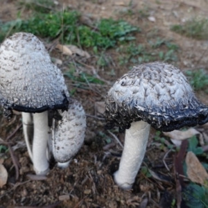 Coprinus comatus at Deakin, ACT - 24 Apr 2019 06:31 PM