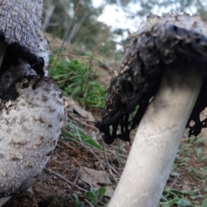 Coprinus comatus at Deakin, ACT - 24 Apr 2019 06:31 PM