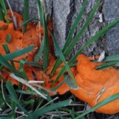 Trametes coccinea (Scarlet Bracket) at Red Hill to Yarralumla Creek - 25 Apr 2019 by JackyF