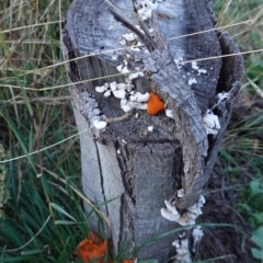 Trametes coccinea at Deakin, ACT - 25 Apr 2019 05:05 PM