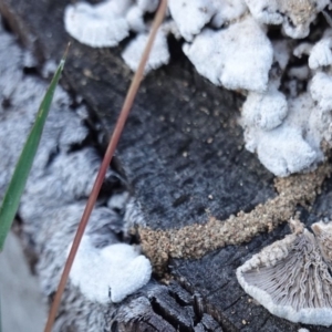 Schizophyllum commune at Deakin, ACT - 25 Apr 2019 05:05 PM