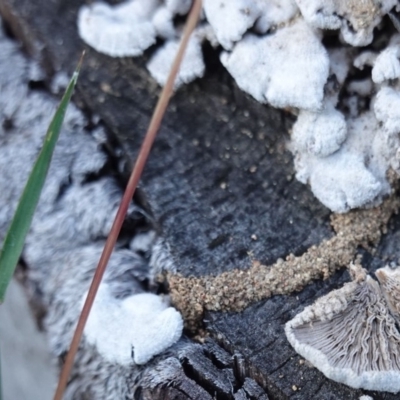 Schizophyllum commune (Split Gill Fungus) at Red Hill to Yarralumla Creek - 25 Apr 2019 by JackyF