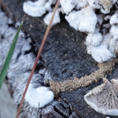 Schizophyllum commune (Split Gill Fungus) at Deakin, ACT - 25 Apr 2019 by JackyF
