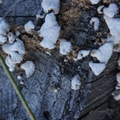 Schizophyllum commune at Deakin, ACT - 25 Apr 2019 05:05 PM