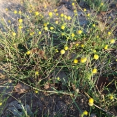 Calotis lappulacea (Yellow Burr Daisy) at Deakin, ACT - 25 Apr 2019 by JackyF