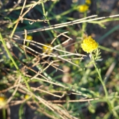 Calotis lappulacea at Deakin, ACT - 25 Apr 2019 05:36 PM