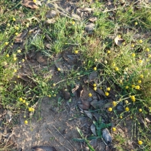 Calotis lappulacea at Deakin, ACT - 25 Apr 2019 05:36 PM