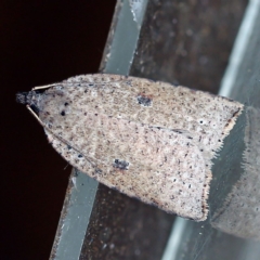 Meritastis polygraphana (Mottled Bell Moth) at O'Connor, ACT - 24 Apr 2019 by ibaird