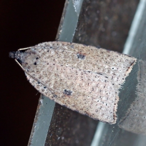 Meritastis polygraphana at O'Connor, ACT - 25 Apr 2019