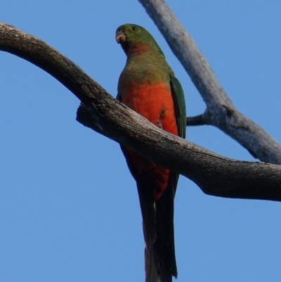 Alisterus scapularis (Australian King-Parrot) at Red Hill to Yarralumla Creek - 25 Apr 2019 by JackyF