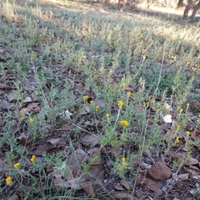 Chrysocephalum apiculatum (Common Everlasting) at Hughes Grassy Woodland - 25 Apr 2019 by JackyF