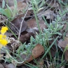 Chrysocephalum apiculatum at Deakin, ACT - 25 Apr 2019 05:43 PM