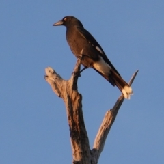 Strepera graculina (Pied Currawong) at Red Hill to Yarralumla Creek - 24 Apr 2019 by JackyF