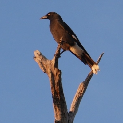 Strepera graculina (Pied Currawong) at Red Hill to Yarralumla Creek - 24 Apr 2019 by JackyF