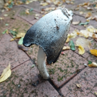 Coprinus sp. (Coprinus) at Hughes, ACT - 23 Apr 2019 by JackyF