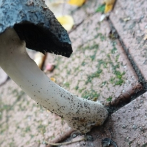 Coprinus sp. at Hughes, ACT - 23 Apr 2019 05:44 PM