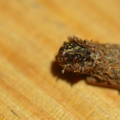 Psychidae (family) IMMATURE (Unidentified case moth or bagworm) at Wamboin, NSW - 24 Dec 2018 by natureguy