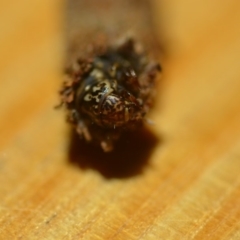 Psychidae (family) IMMATURE at Wamboin, NSW - 24 Dec 2018