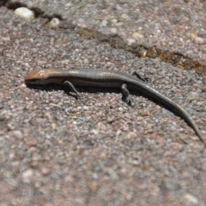 Lampropholis guichenoti at Wamboin, NSW - 30 Dec 2018