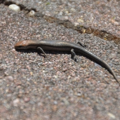 Lampropholis guichenoti (Common Garden Skink) at Wamboin, NSW - 30 Dec 2018 by natureguy