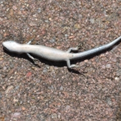 Lampropholis guichenoti at Wamboin, NSW - 30 Dec 2018 01:38 PM