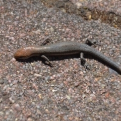 Lampropholis guichenoti at Wamboin, NSW - 30 Dec 2018