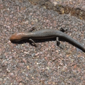 Lampropholis guichenoti at Wamboin, NSW - 30 Dec 2018